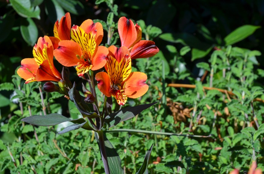 A007EEC3-F05F-4FC7-8ECD-EF1EFC7F359A